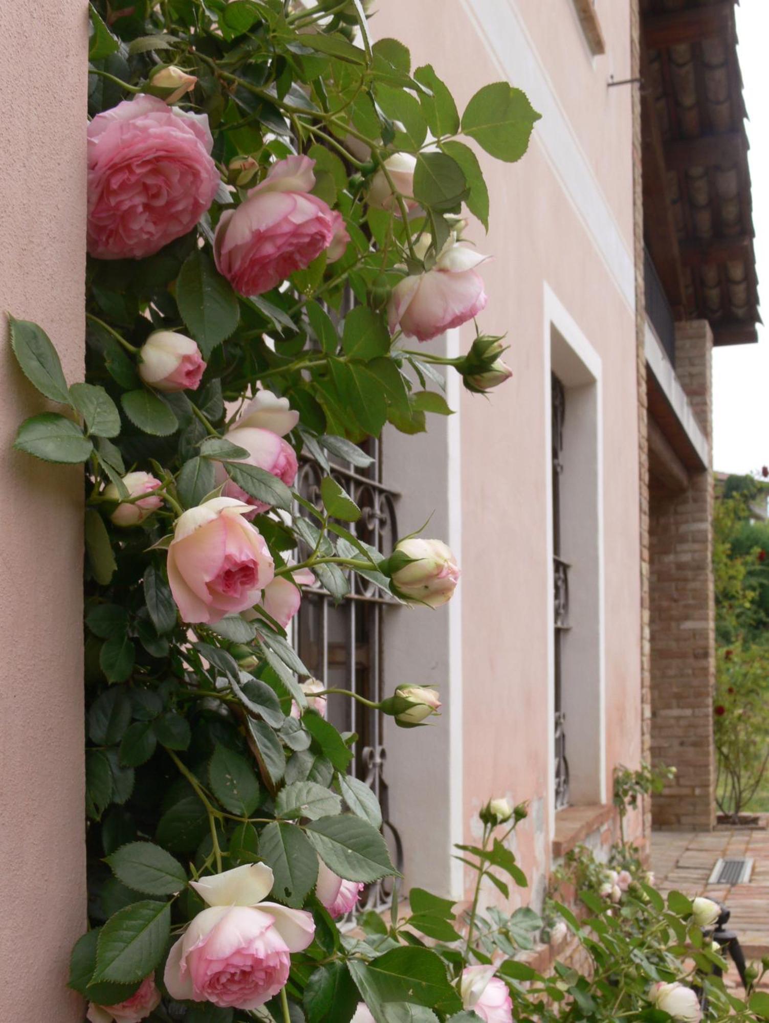 Hostal Casa Isabella Vaglio Serra Exterior foto